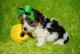 Ace AKC Registered Yorkshire Terrier Yorkie Male Parti Born 3-18-23 Click Here For More Info