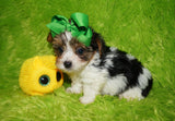 Ace AKC Registered Yorkshire Terrier Yorkie Male Parti Born 3-18-23 Click Here For More Info