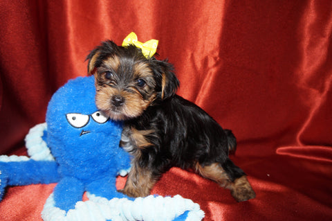 Caleb AKC  Registered Yorkie Yorkshire Terrier Male Black And Gold Born 8-10-2025 Click Here For More Info