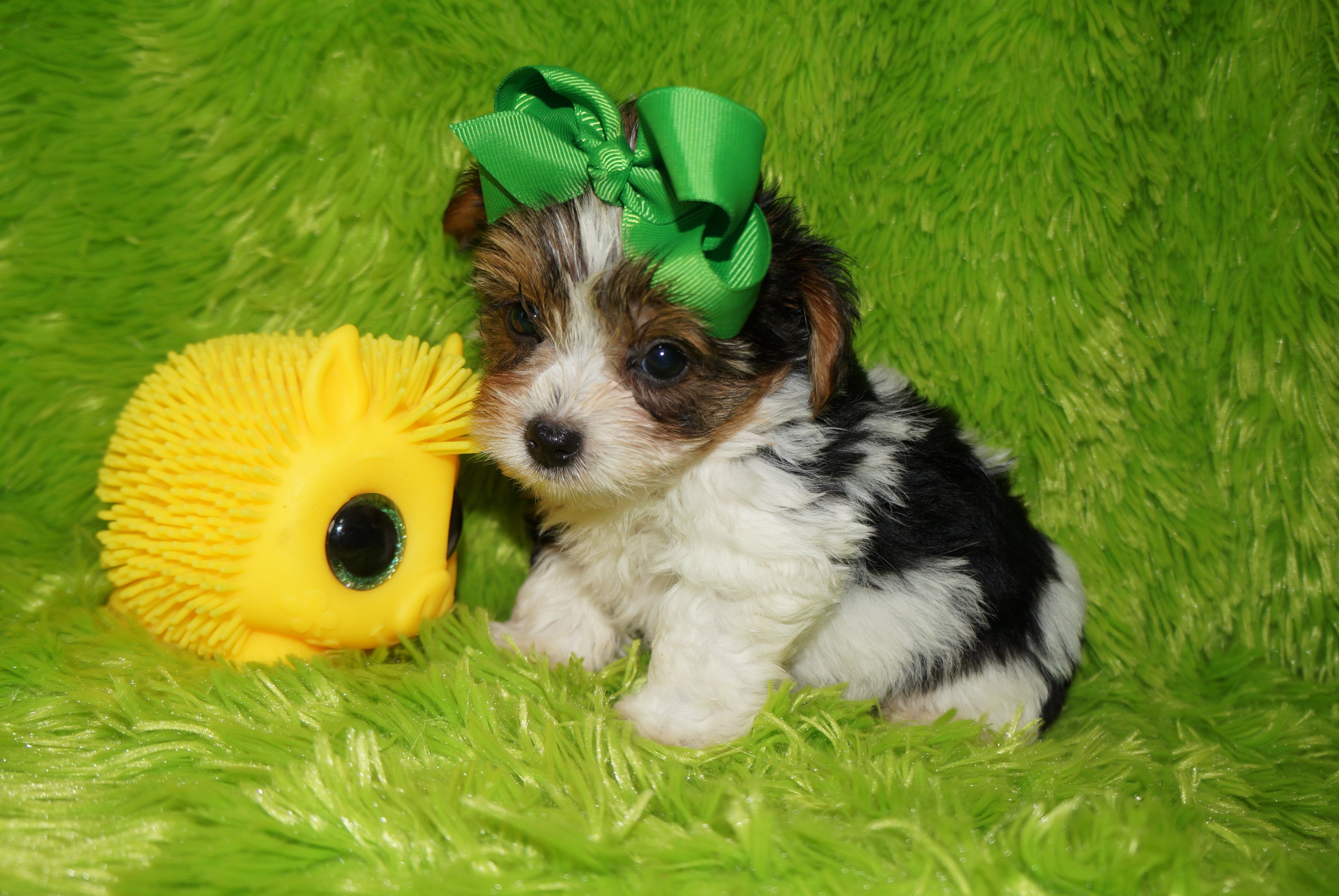 Ace AKC Registered Yorkshire Terrier Yorkie Male Parti Born 3-18-23 Click Here For More Info