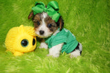 Ace AKC Registered Yorkshire Terrier Yorkie Male Parti Born 3-18-23 Click Here For More Info