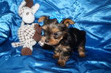 Meeko AKC  Registered Yorkie Yorkshire Terrier Male Black And Gold Born 8-10-2025 Click Here For More Info