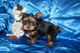 Meeko AKC  Registered Yorkie Yorkshire Terrier Male Black And Gold Born 8-10-2025 Click Here For More Info