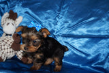 Meeko AKC  Registered Yorkie Yorkshire Terrier Male Black And Gold Born 8-10-2025 Click Here For More Info