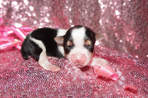 Shih Tzu Puppies