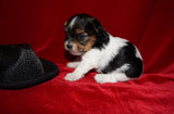 Ray Ray AKC Registered Yorkie Yorkshire Terrier Male Parti Born 9-14-2025 Click Here For More Info