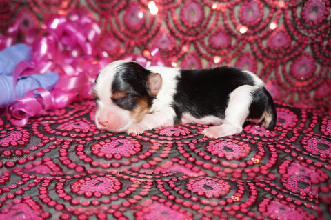 Shih Tzu Puppies