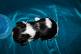 Bryce  AKC Registered Yorkie Yorkshire Terrier Male Parti Born 9-14-2025 Click Here For More Info