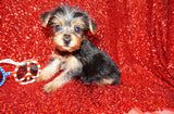 SOLD!! Emmett ^MICRO TEACUP^ Yorkie Yorkshire Terrier Male Born 3-20-2023 Click Here For More Info