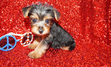 SOLD!! Emmett ^MICRO TEACUP^ Yorkie Yorkshire Terrier Male Born 3-20-2023 Click Here For More Info