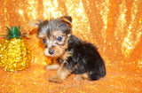 SOLD!! Gianni Yorkie Yorkshire Terrier Male Born 3-20-2023 Click Here For More Info
