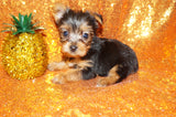 SOLD!! Gianni Yorkie Yorkshire Terrier Male Born 3-20-2023 Click Here For More Info