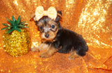 SOLD!! Gianni Yorkie Yorkshire Terrier Male Born 3-20-2023 Click Here For More Info
