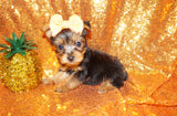 SOLD!! Gianni Yorkie Yorkshire Terrier Male Born 3-20-2023 Click Here For More Info