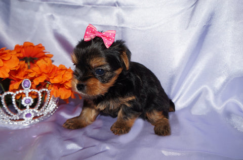 Ally AKC Registered Teacup Yorkie Yorkshire Terrier Black And Gold Born 9-2-2025 Click Here More Info