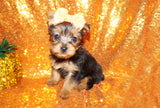 SOLD!! Gianni Yorkie Yorkshire Terrier Male Born 3-20-2023 Click Here For More Info