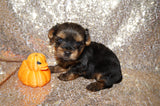 Oliver AKC Registered Yorkie Yorkshire Terrier Male Black And Gold Born 9-2-2025 Click Here For More Info