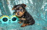 Cylde Yorkie Yorkshire Terrier Male Born 3-20-2023 Click Here For More Info