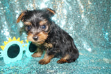 Cylde Yorkie Yorkshire Terrier Male Born 3-20-2023 Click Here For More Info