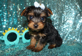 Cylde Yorkie Yorkshire Terrier Male Born 3-20-2023 Click Here For More Info