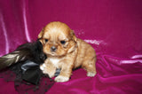 Buttercup AKC Registered Shih Tzu Female ^RARE^ RED GOLD Born 9-16-2025 Click Here For More Info