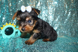 Cylde Yorkie Yorkshire Terrier Male Born 3-20-2023 Click Here For More Info