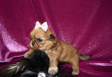 Buttercup AKC Registered Shih Tzu Female ^RARE^ RED GOLD Born 9-16-2025 Click Here For More Info