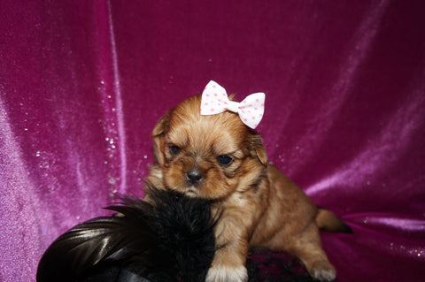 Buttercup AKC Registered Shih Tzu Female ^RARE^ RED GOLD Born 9-16-2025 Click Here For More Info