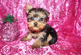 Baby Yorkie Yorkshire Terrier Female Black And Gold Born 9-16-2023 Click Here For More Info