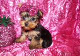 Baby Yorkie Yorkshire Terrier Female Black And Gold Born 9-16-2023 Click Here For More Info