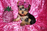 Baby Yorkie Yorkshire Terrier Female Black And Gold Born 9-16-2023 Click Here For More Info