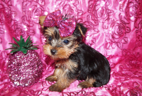 Baby Yorkie Yorkshire Terrier Female Black And Gold Born 9-16-2023 Click Here For More Info