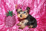 Baby Yorkie Yorkshire Terrier Female Black And Gold Born 9-16-2023 Click Here For More Info
