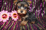 Yorkie Puppies