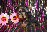 Yorkie Puppies
