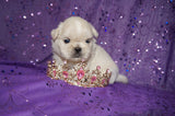 Carly AKC Registered Shih Tzu Female ^RARE^ WHITE!! Born 9-13-2025 Click Here For Info