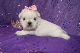 Carly AKC Registered Shih Tzu Female ^RARE^ WHITE!! Born 9-13-2025 Click Here For Info