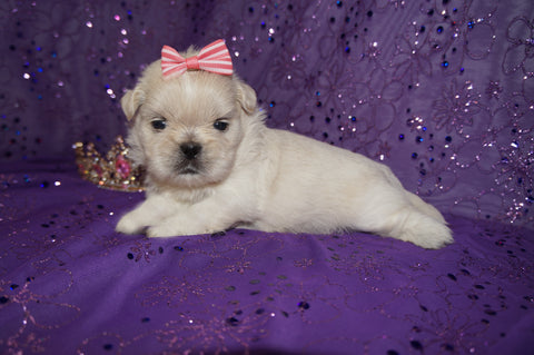 Carly AKC Registered Shih Tzu Female ^RARE^ WHITE!! Born 9-13-2025 Click Here For Info