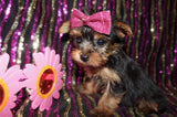 SOLD!! OTilly Yorkie Yorkshire Terrier Female Born 3-20-2023 Click Here For More Info