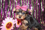Yorkie Puppies