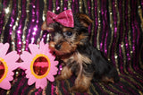 SOLD!! OTilly Yorkie Yorkshire Terrier Female Born 3-20-2023 Click Here For More Info