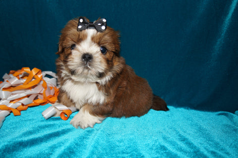 Ryder AKC Registered Shih Tzu Male Caramel Born 8-30-2025 Click Here For More Info