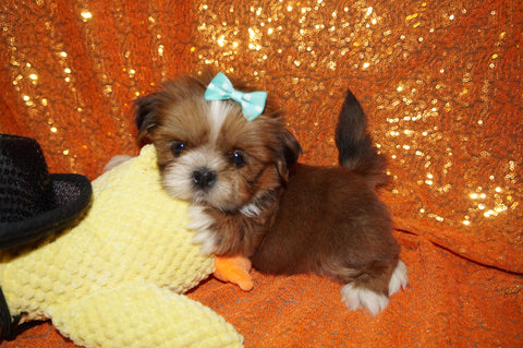 Bear AKC Registered Shih Tzu Male Caramel Born 8-30-2025 Click Here For More Info