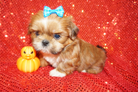 Jackson AKC Registered Shih Tzu Male Caramel Born 8-30-2025 Click Here For More Info