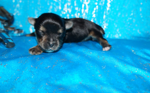 Prancer AKC Yorkshire Terrier Yorkie Black/Gold/Tan Male Born 10-30-2025 READY CHRISTMAS EVE!! Click Here For More Info