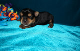 Marley AKC Yorkshire Terrier Yorkie Black/Gold/Tan Male Born 10-30-2025 READY CHRISTMAS EVE!! Click Here For More Info