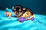 Marley AKC Yorkshire Terrier Yorkie Black/Gold/Tan Male Born 10-30-2025 READY CHRISTMAS EVE!! Click Here For More Info