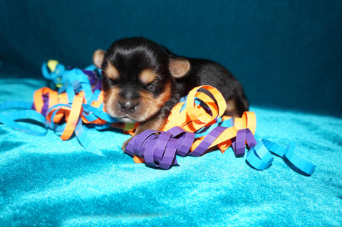 Marley AKC Yorkshire Terrier Yorkie Black/Gold/Tan Male Born 10-30-2025 READY CHRISTMAS EVE!! Click Here For More Info
