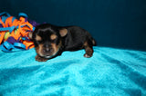 Marley AKC Yorkshire Terrier Yorkie Black/Gold/Tan Male Born 10-30-2025 READY CHRISTMAS EVE!! Click Here For More Info