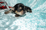 Santa AKC Yorkshire Terrier Yorkie Black/Gold/Tan Male Born 10-30-2025 READY CHRISTMAS EVE!! Click Here For More Info